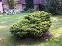 Juniperus Terrasse