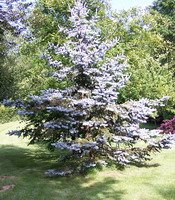 Sapin Bleu Allée