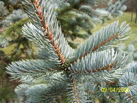 Plume Sapin-Bleu
