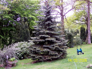 Sapin Chesneraie