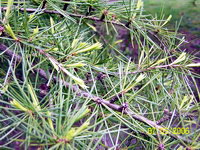 Sapin_J_Pousses