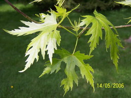 A Dentelées Feuilles