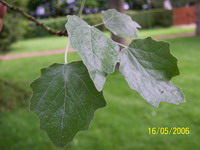 A F Argent feuille1