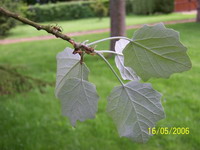 A F Argent Feuille2