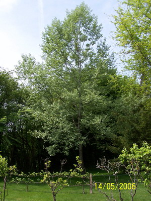 A Feuille Argent petit