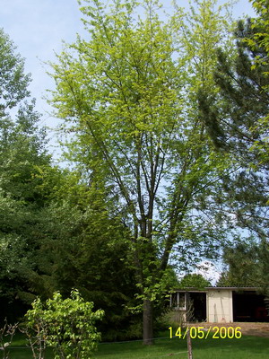 A Feuilles Dentelées