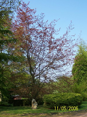 A_Rouge 1