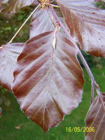 A Rouge Feuilles