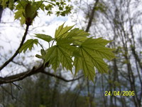 Erable Feuille