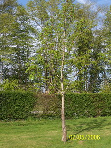 Marronier_Arbre