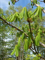 Marronier Feuilles
