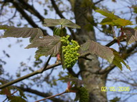 Tilleul Fleur Fruit