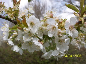 Cerisier Fleur