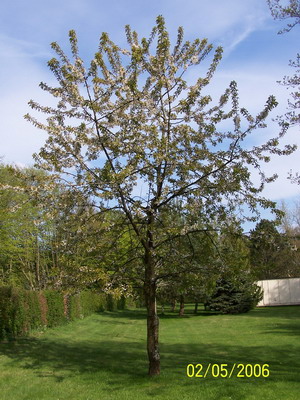 Cerisier