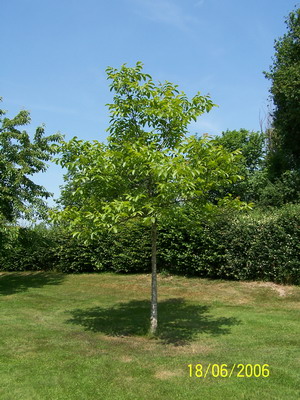 Noyer_en_Feuille