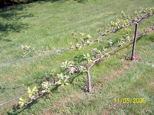 Espalier