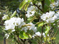 Poirier Fleur 1