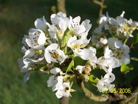 Poirier Fleur 2
