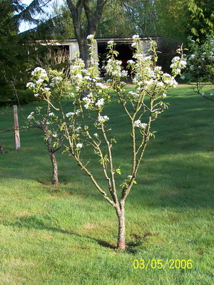 Poirier en Fleur