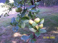 Pommes