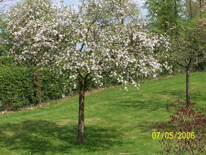 Pommier 1