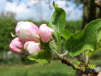 Pommier 1 Fleur 2