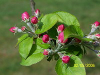 Prunier Fleur